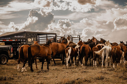 "The Rancher" Apex Livestock Trailer