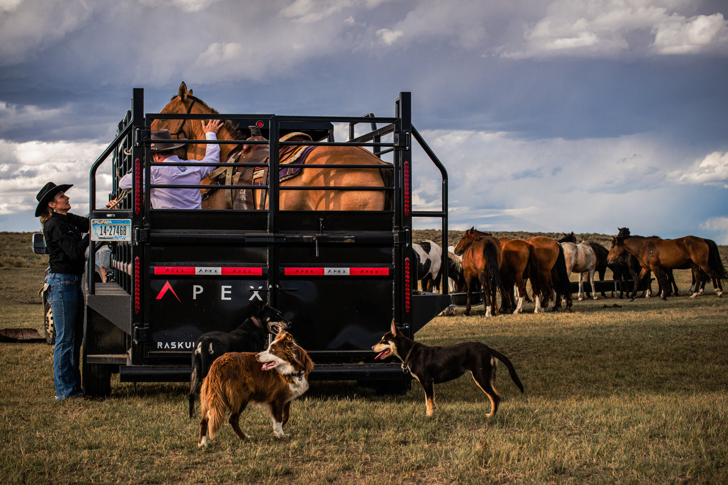 "The Rancher" Apex Livestock Trailer