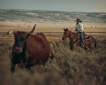 "The Rancher" Apex Livestock Trailer