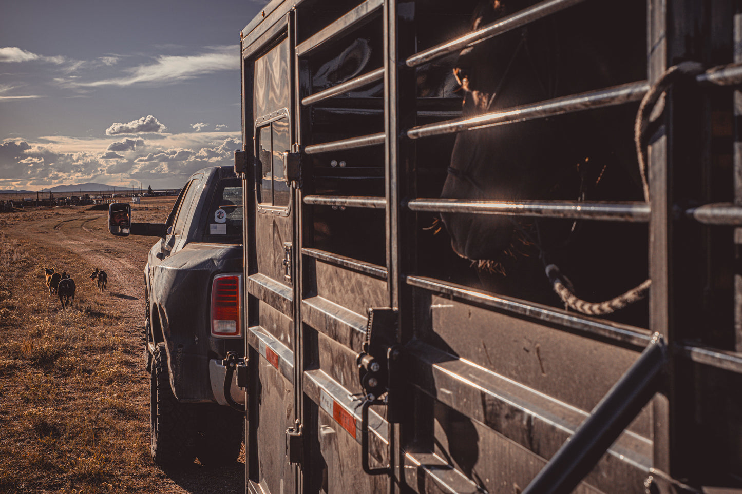 "The Rancher" Apex Livestock Trailer